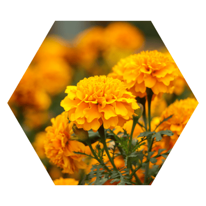 Copy of Hexagon Image Frame (9)