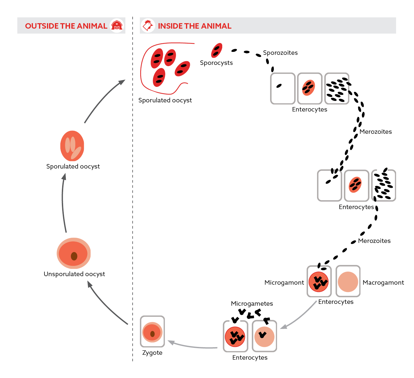 Coccidiosis in poultry production