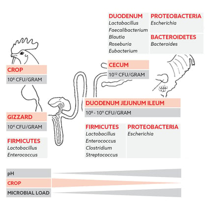 Figure_Intestinal Microbiome