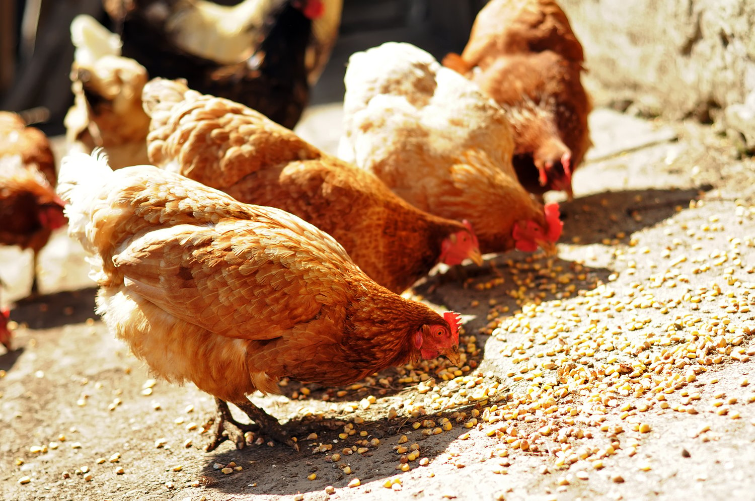 2019: 5 major trends & challenges for animal protein production