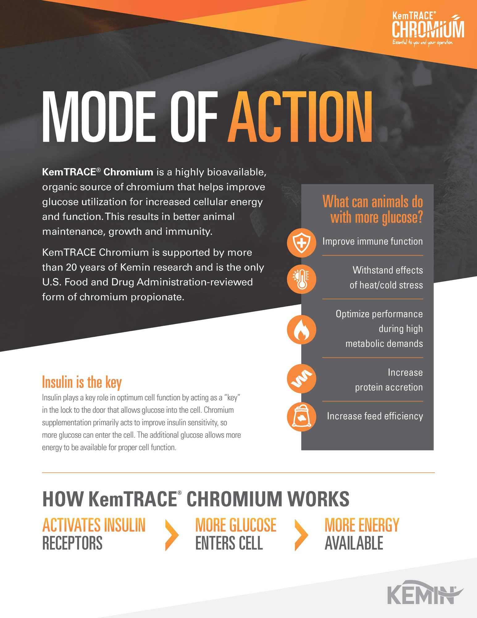 KemTRACE Chromium Beef Mode of Action One Pager Thumbnail