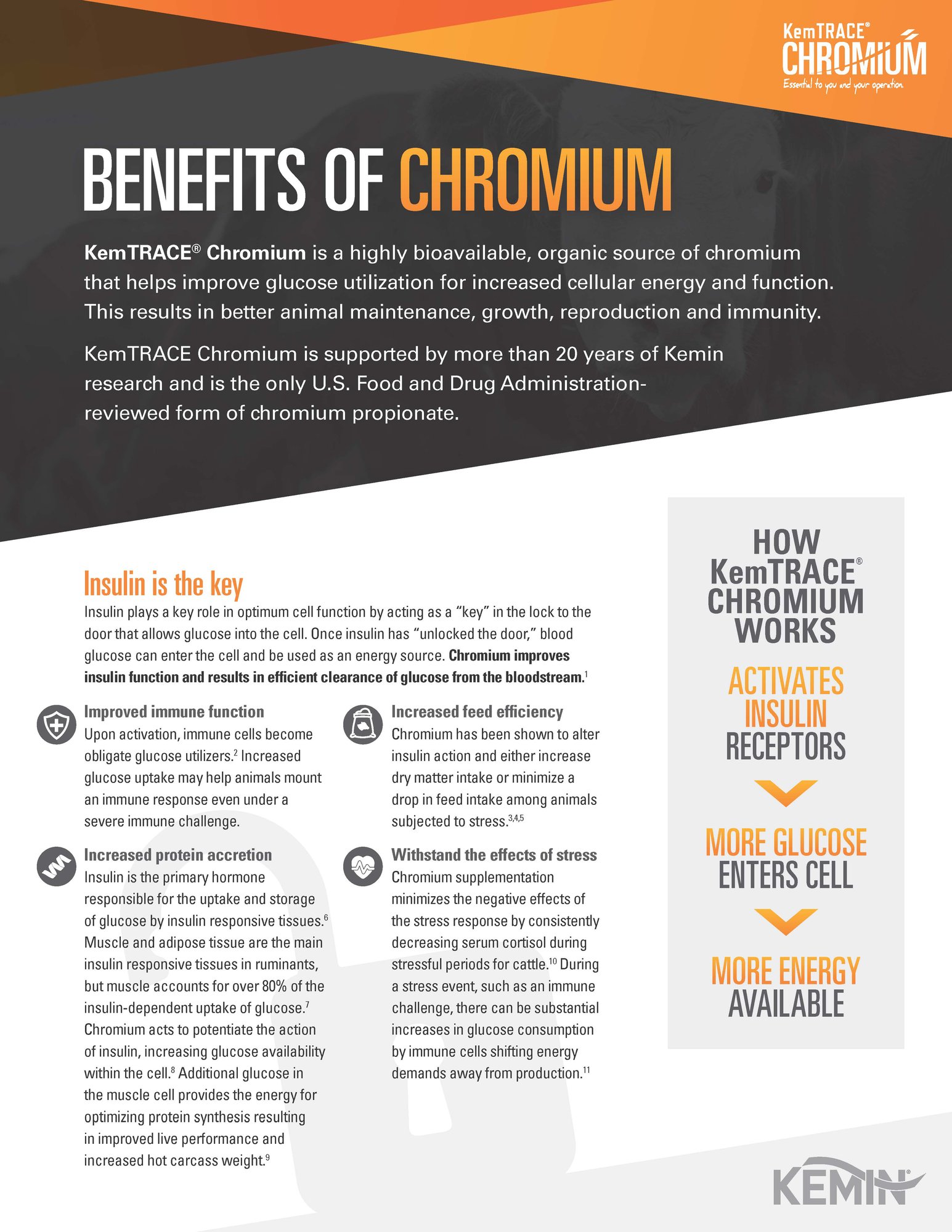 KemTRACE Chromium Beef Overview One Pager Thumbnail