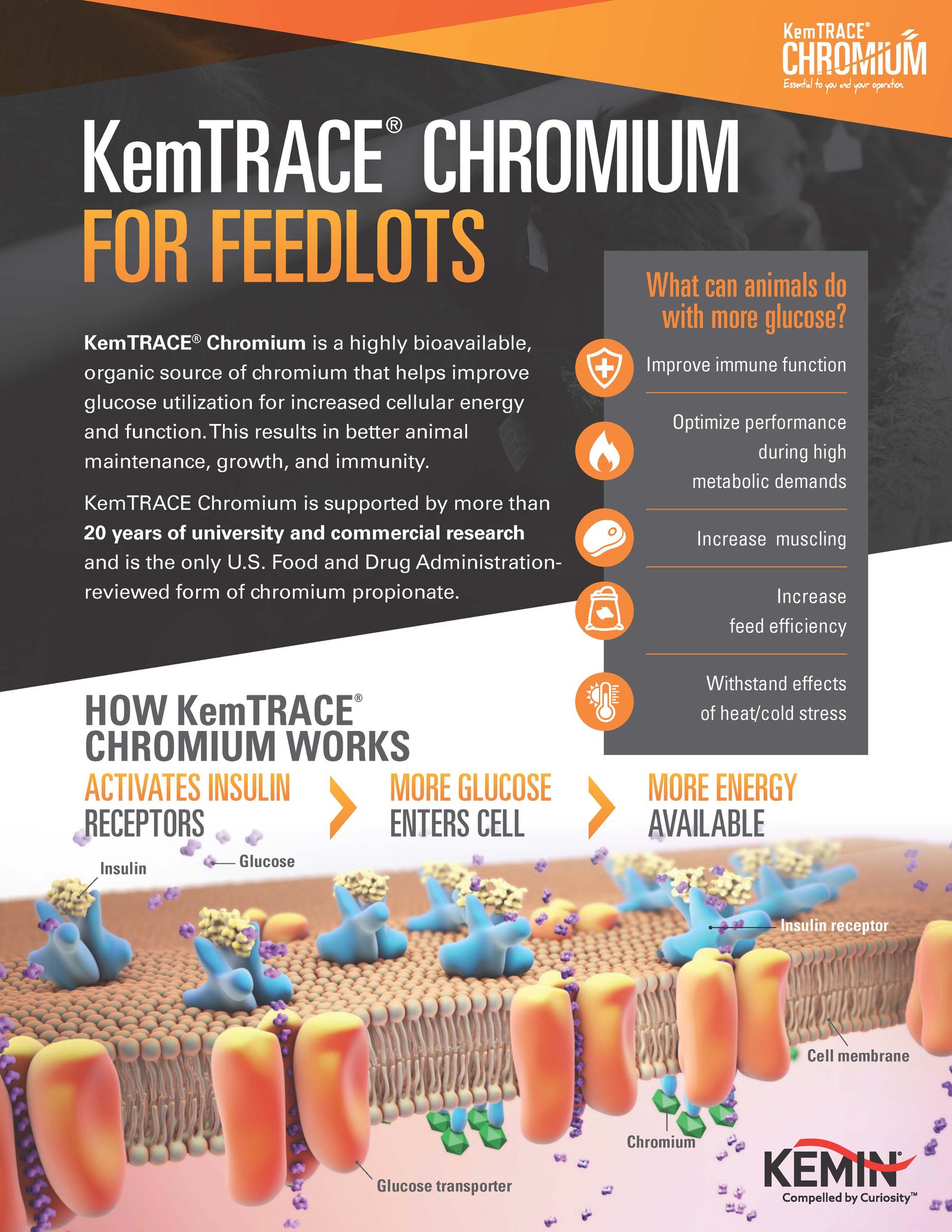 KemTRACE Chromium Feedlot One Pager Thumbnail