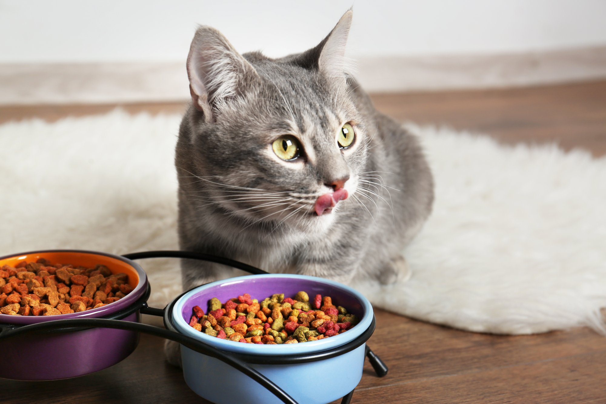 cateating1_shutterstock_600977732