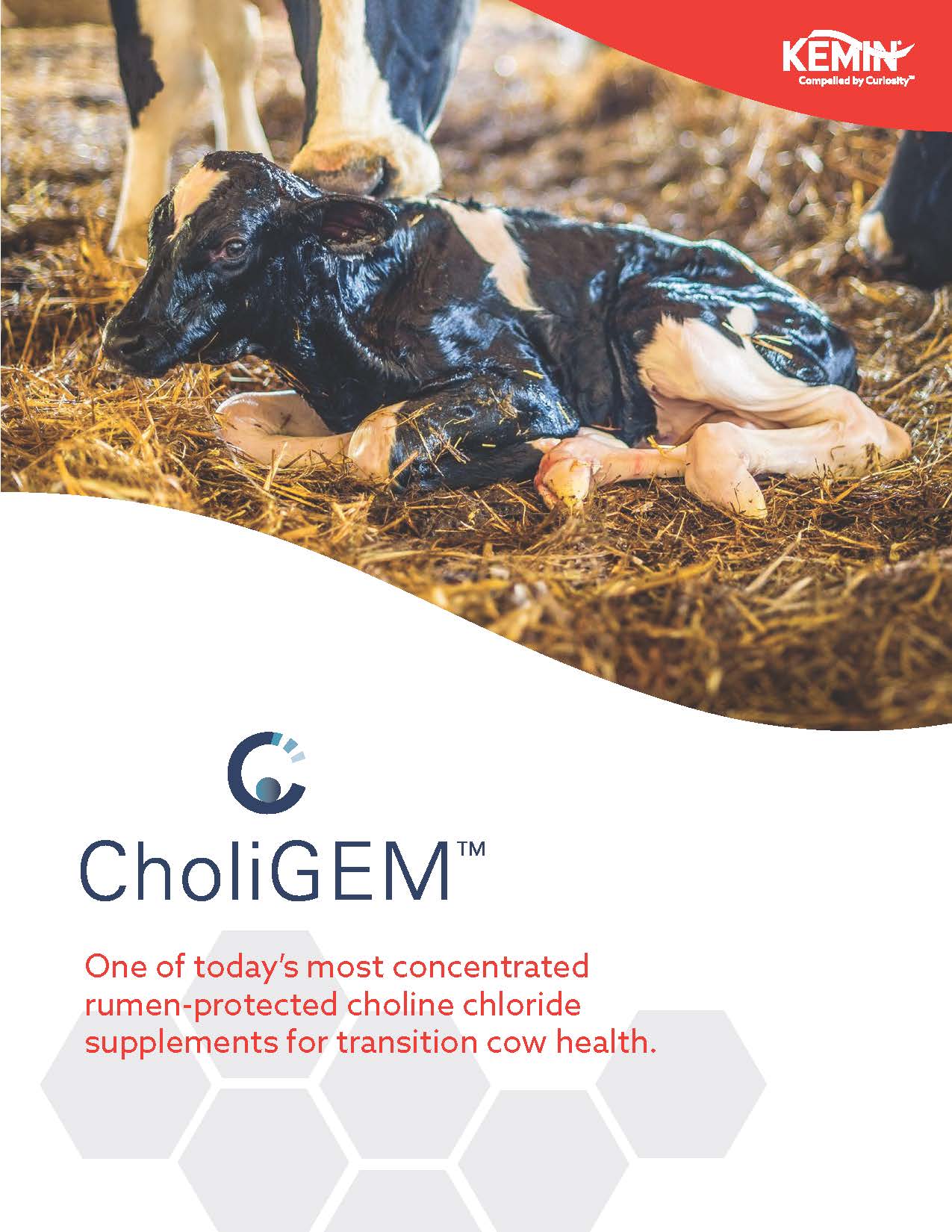CholiGEM Brochure Thumbnail