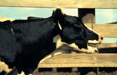 Dairy Cow from Dr. Baumgard
