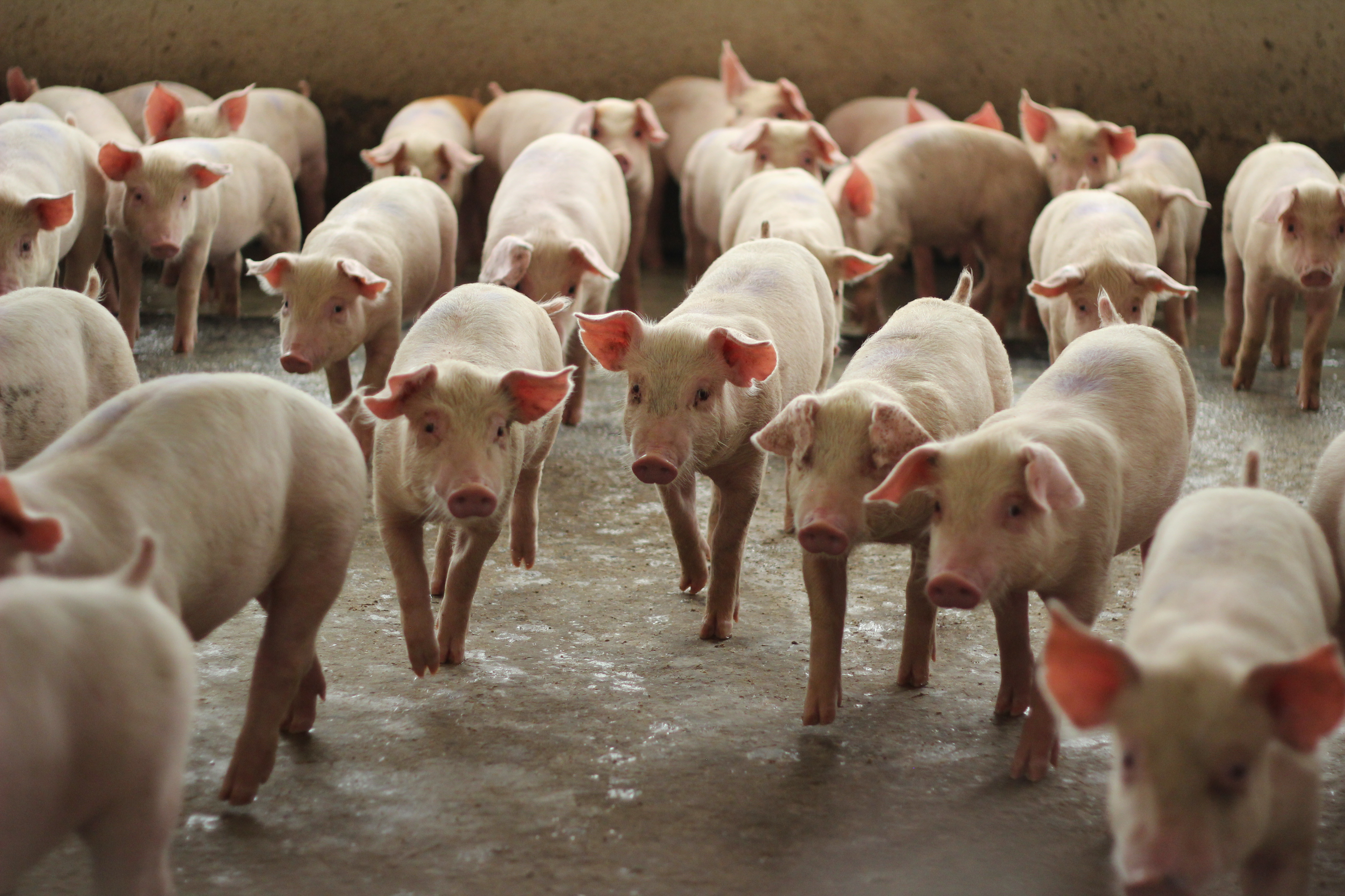 KAE_Header banner 1_Pigs_shutterstock_1779914210