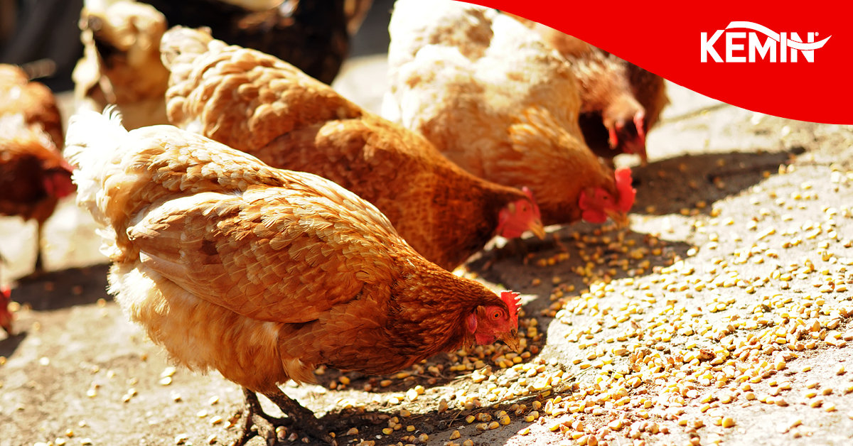 Social images_LYS poultry campaign_2021_5