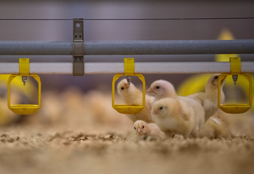 hubspot blog images_Veterinary Nutritionals_510x350px_Broilers drinking water