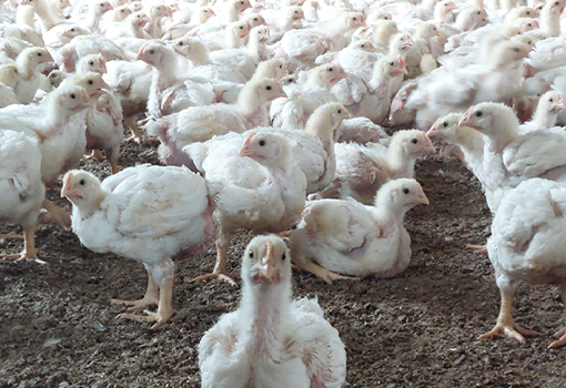 hubspot blog images_Veterinary Nutritionals_510x350px_Enterococcus poultry