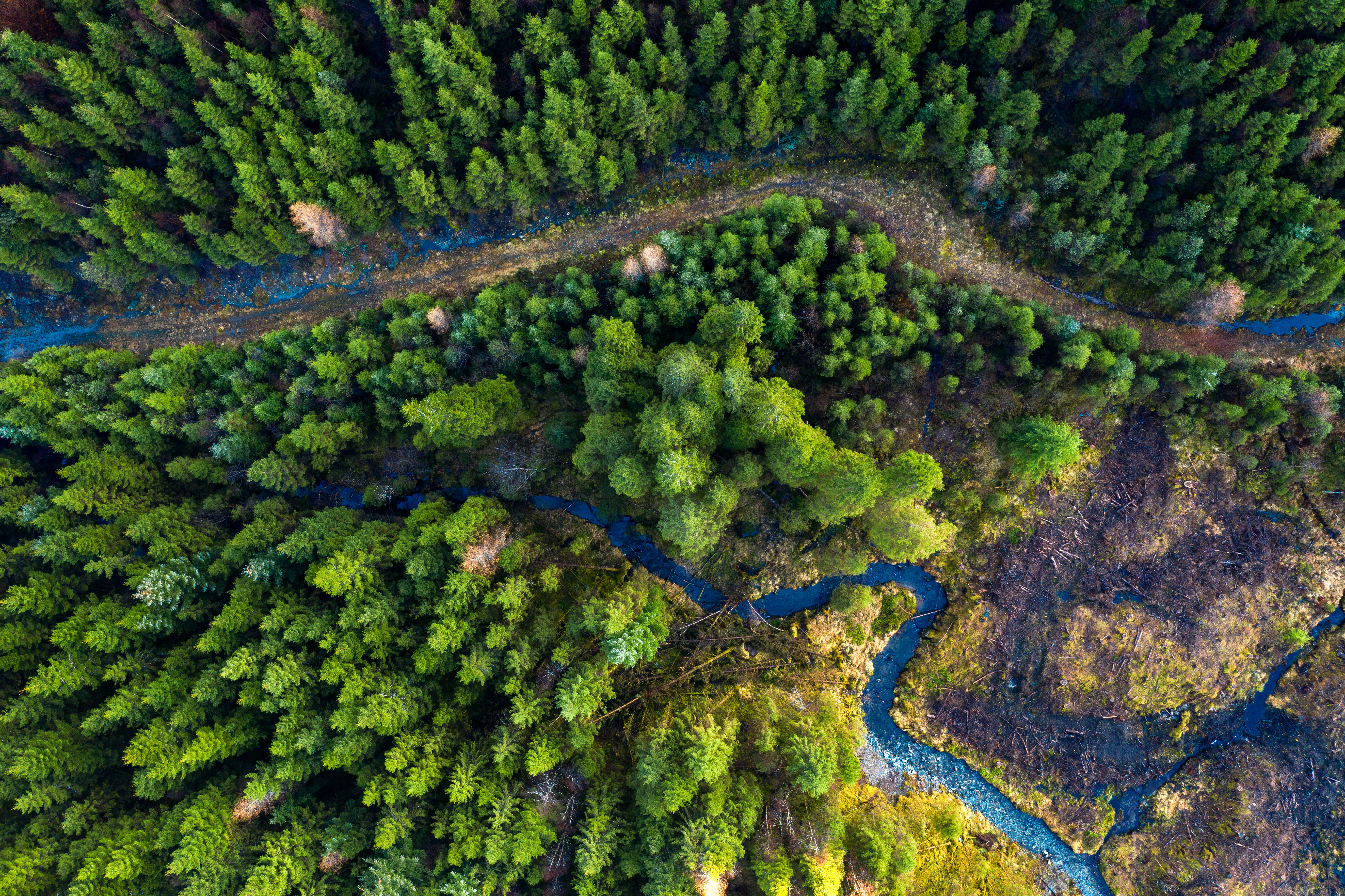 trail-in-the-forest-from-above-2024-09-11-00-42-03-utc